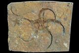 Detailed Ordovician Starfishs (Two Species) - Morocco #89223-1